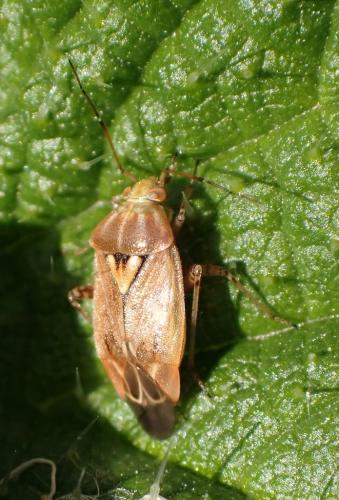 Réf. 316 888 : Lygus rugulipennis